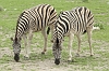 _17C1794 Burchell's Zebras